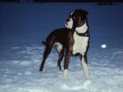 Boxer Deckrüde