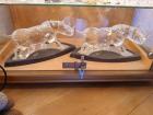 Swarovski Sammlung